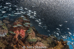 Hunted! A sensational experience as thousands of fish rac... by Terry Steeley 
